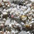 Bermuda Sand grains under the microscope microscopic sand photography art photo microscopy artwork
