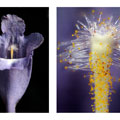 Flowers under the microscope