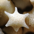 Puffy Sand grains under the microscope microscopic sand photography art photo microscopy artwork