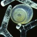 spiral Sand grains under the microscope microscopic sand photography art photo microscopy artwork