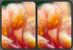 stereo 3D micro photography